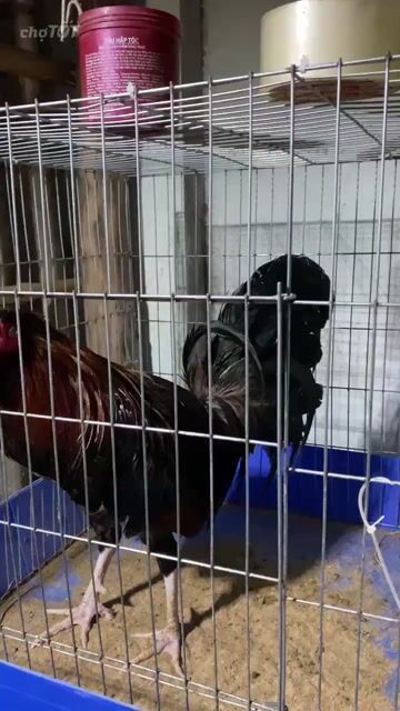 Gà nòi Kelso trống Nâu đen 2.4kg gãy mỏ. Mua bán Gà tại Huyện Cầu Ngang Trà Vinh được đăng bởi Nữ hình 1