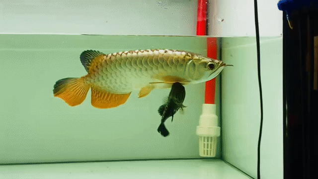 Cá cảnh U35 Vàng. Mua bán Thú cưng khác tại Quận Phú Nhuận Tp Hồ Chí Minh được đăng bởi Huynhthanhvinh hình 1