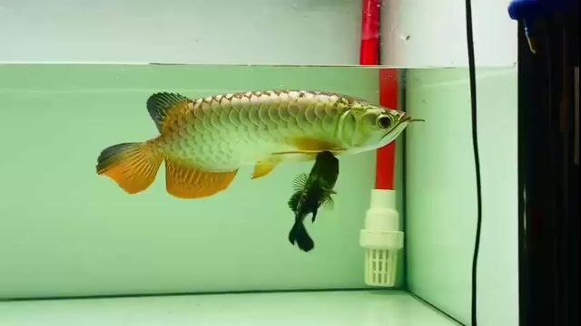 Cá cảnh U35 Vàng. Mua bán Thú cưng khác tại Quận Phú Nhuận Tp Hồ Chí Minh được đăng bởi Huynhthanhvinh hình 1