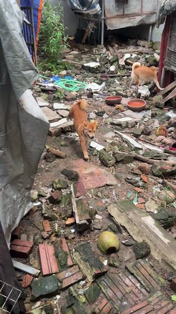 Chó Shiba Nâu vàng 7 tháng sức khỏe tốt. Mua bán Chó tại Huyện Thanh Oai Hà Nội được đăng bởi Long hình 1