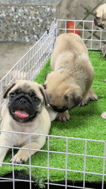 Chó Pug vàng đã tiêm. Mua bán Chó tại Huyện Bình Chánh Tp Hồ Chí Minh được đăng bởi mini pet house sài gòn hình 1