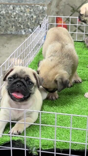 Chó Pug vàng đã tiêm. Mua bán Chó tại Huyện Bình Chánh Tp Hồ Chí Minh được đăng bởi mini pet house sài gòn hình 1
