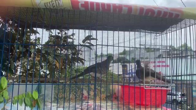 Chim cu vằn cặp sinh sản tốt. Mua bán Chim tại Quận Ninh Kiều Cần Thơ được đăng bởi huỳnh  hình 1