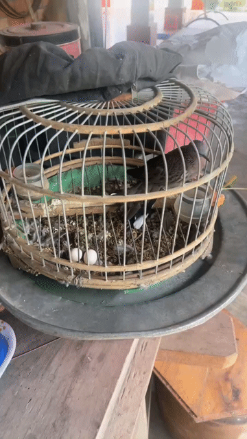 Chim cu gáy cái đang đẻ trứng. Mua bán Chim tại Huyện Đức Hòa Long An được đăng bởi Tấn hình 1