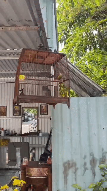 Chim chào mào. Mua bán Chim tại Quận Sơn Trà Đà Nẵng được đăng bởi Quốc Khanh hình 1
