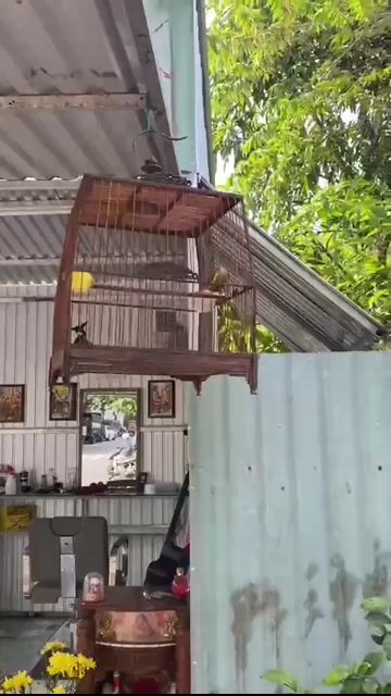 Chim chào mào. Mua bán Chim tại Quận Sơn Trà Đà Nẵng được đăng bởi Quốc Khanh hình 1