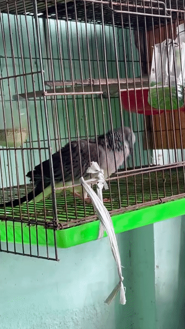Chim cu gáy Malai đang sinh sản. Mua bán Chim tại Thành phố Dĩ An Bình Dương được đăng bởi ken hình 1