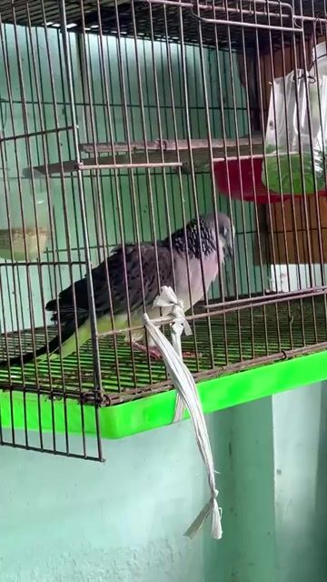 Chim cu gáy Malai đang sinh sản. Mua bán Chim tại Thành phố Dĩ An Bình Dương được đăng bởi ken hình 1