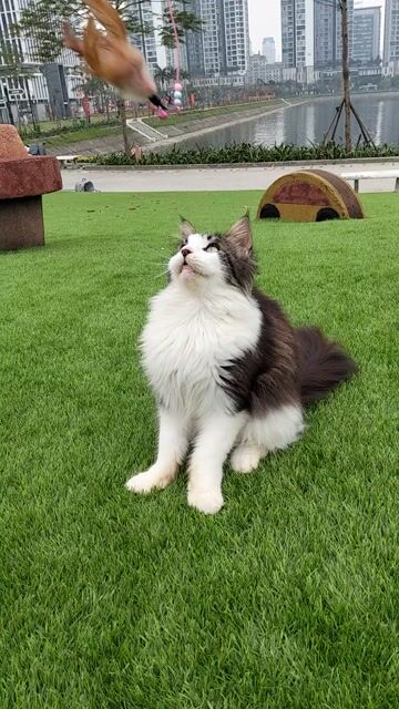 Siêu phẩm Maine coon đực có phả. Mua bán Mèo tại Quận Cầu Giấy Hà Nội được đăng bởi Anh chung hình 1