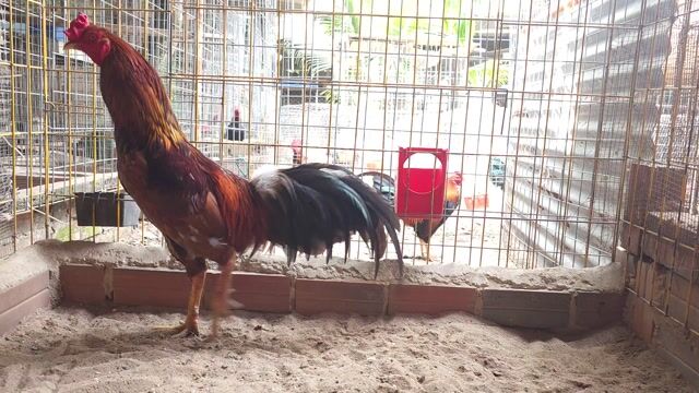 Xám chốt đen khung 2kg8. Mua bán Gà tại Huyện Hòa Thành Tây Ninh được đăng bởi Hoàng Tiến hình 1