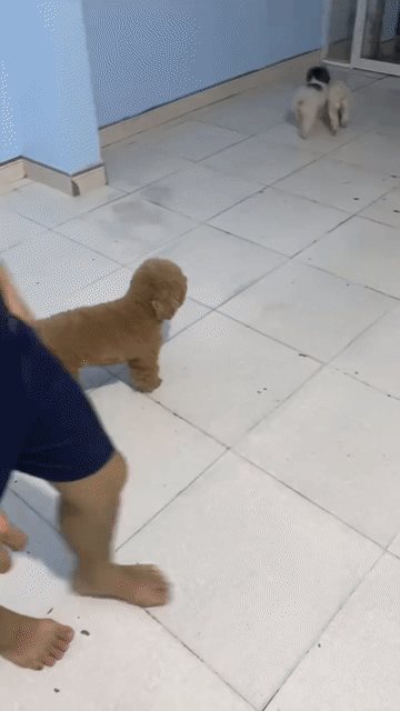 Chó Poodle trắng đực 2kg. Mua bán Chó tại Thị xã Tân Uyên Bình Dương được đăng bởi phitung hình 1