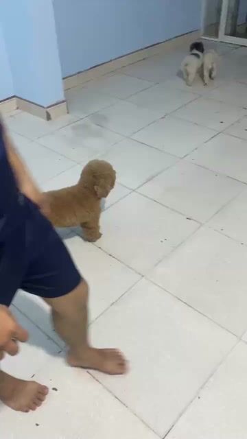 Chó Poodle trắng đực 2kg. Mua bán Chó tại Thị xã Tân Uyên Bình Dương được đăng bởi phitung hình 1