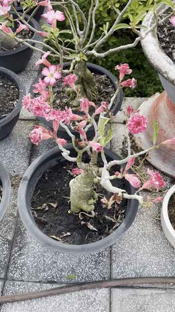 Cây cảnh Sứ Hồng, vàng. Mua bán Cây cảnh, đồ trang trí tại Huyện Dầu Tiếng Bình Dương được đăng bởi A Điền hình 1