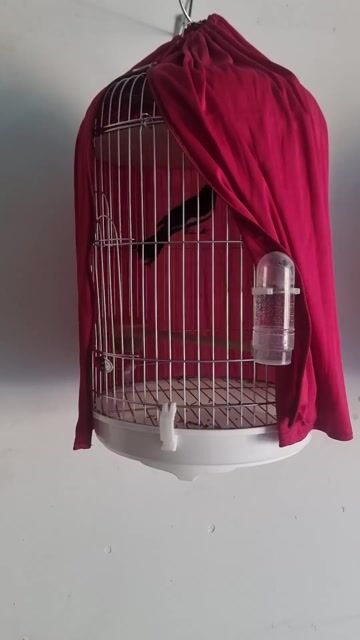 Chim Chích chòe than. Mua bán Chim tại Thành phố Long Khánh Đồng Nai được đăng bởi Long Nguyễn hình 1