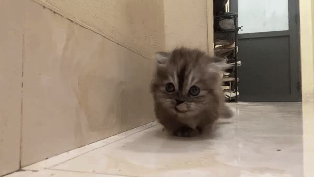 Mèo Munchkin Cái Xám đen 2 tháng tuổi sức khỏe tốt. Mua bán Mèo tại Huyện Thanh Trì Hà Nội được đăng bởi Phan hình 1