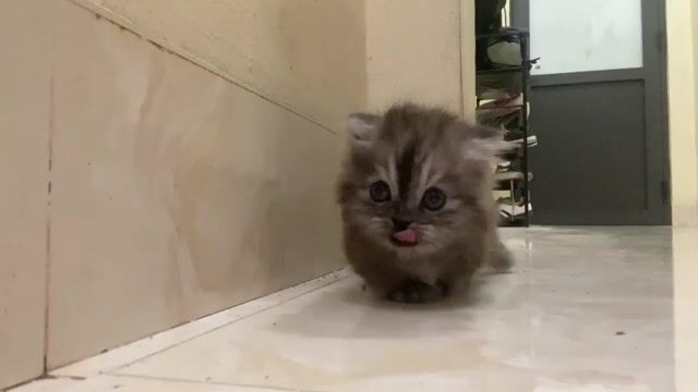 Mèo Munchkin Cái Xám đen 2 tháng tuổi sức khỏe tốt. Mua bán Mèo tại Huyện Thanh Trì Hà Nội được đăng bởi Phan hình 1