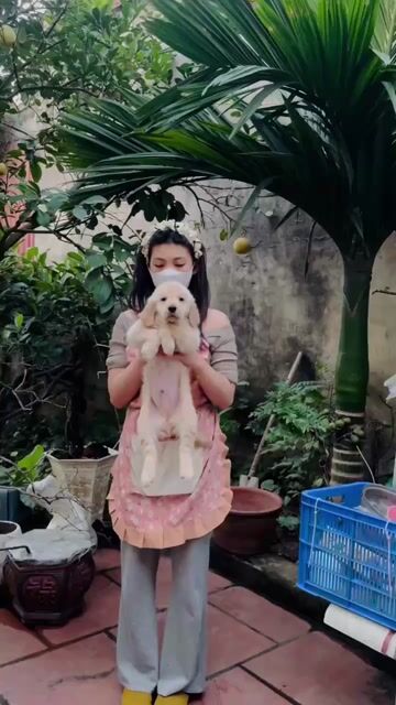 Chó Golden Retriever vàng 5-6kg đã tiêm. Mua bán Chó tại Huyện Thanh Trì Hà Nội được đăng bởi Phạm Thị Anh Thư hình 1