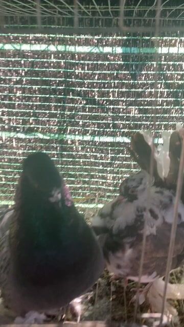 Chim bồ câu Pháp Nâu Trắng Trống Mái. Mua bán Chim tại Thành phố Bạc Liêu Bạc Liêu được đăng bởi Nguyễn thanh quy hình 1