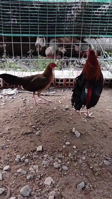 Gà tre cặp trống mái. Mua bán Gà tại Huyện Chợ Gạo Tiền Giang được đăng bởi  Cao Kỳ hình 1