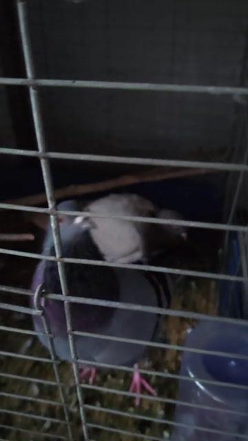 Cặp Chim bồ câu Titan Đa sắc đang sinh sản. Mua bán Chim tại Quận Cái Răng Cần Thơ được đăng bởi Dang Nguyễn duy phuong hình 1