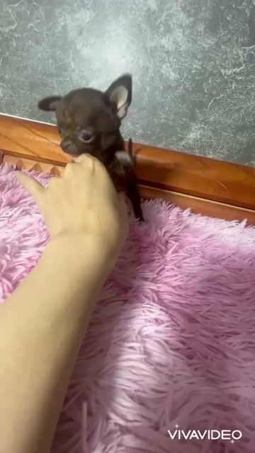 🍒🍒 CHIHUAHUA (BOY) SOCOLA ĐẦU TÁO MINI XINH 🍒🍒. Mua bán Chó tại Huyện Hóc Môn Tp Hồ Chí Minh được đăng bởi SIÊU PET SG UY TÍN  hình 1