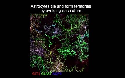 Neurons Induce Tiled Astrocytes