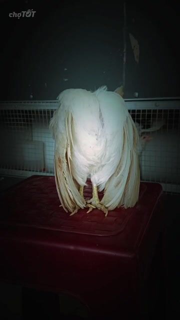 serama . Mua bán Gà tại Huyện Long Hồ Vĩnh Long được đăng bởi Hoàng Phương hình 1