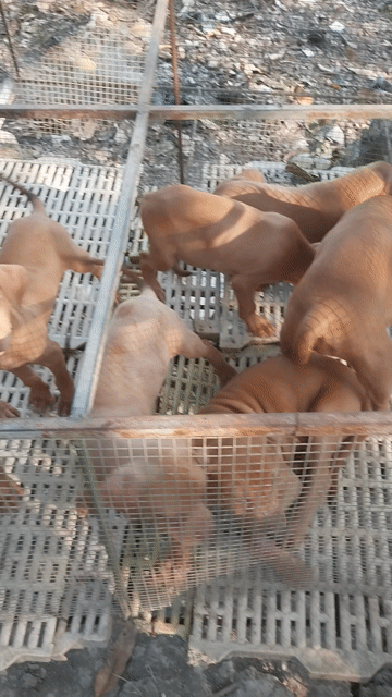Chó Pitbull màu vàng. Mua bán Chó tại Thành phố Cao Lãnh Đồng Tháp được đăng bởi Tran Van Nam hình 1