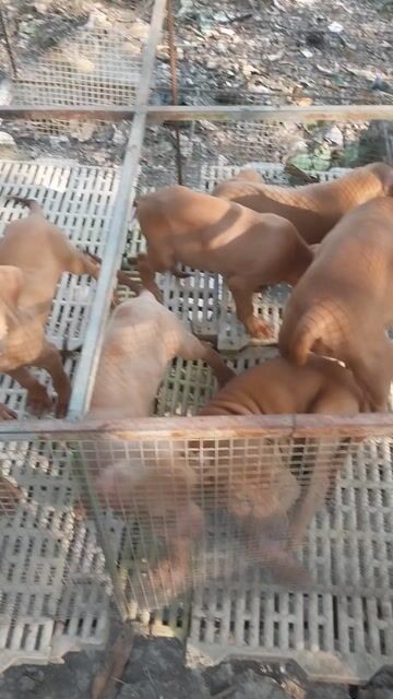 Chó Pitbull màu vàng. Mua bán Chó tại Thành phố Cao Lãnh Đồng Tháp được đăng bởi Tran Van Nam hình 1