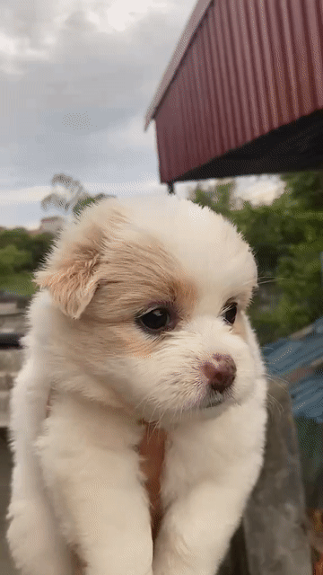 Chó Nhật lai Fox trắng 2 tháng 1 mũi. Mua bán Chó tại Huyện Phú Giáo Bình Dương được đăng bởi Cam Gjang Huynh hình 1