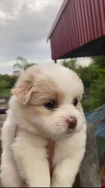 Chó Nhật lai Fox trắng 2 tháng 1 mũi. Mua bán Chó tại Huyện Phú Giáo Bình Dương được đăng bởi Cam Gjang Huynh hình 1
