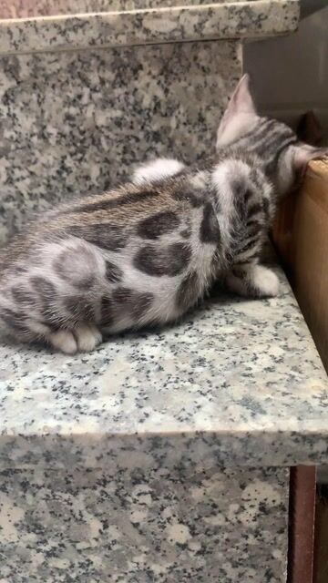 Mèo Bengal Bạc lông ngắn thân thiện. Mua bán Mèo tại Thành phố Biên Hòa Đồng Nai được đăng bởi Tâm Hạnh hình 1