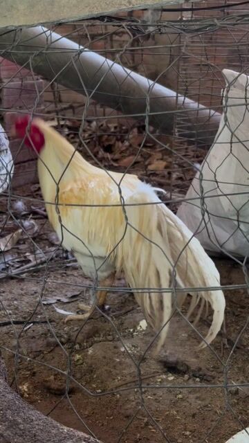 Gà 2.5kg. Mua bán Gà tại Huyện Chợ Lách Bến Tre được đăng bởi Ngọc Hải hình 1