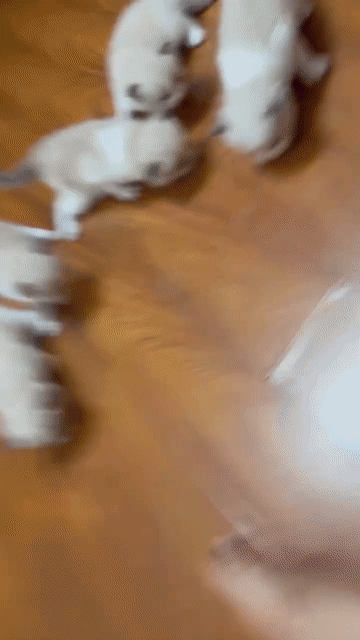 ragdoll mẹ ssvn bố có giấy nhập ưu tiên bắt đàn. Mua bán Mèo tại Quận Thanh Xuân Hà Nội được đăng bởi nguyen minh hang hình 1