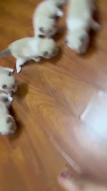 ragdoll mẹ ssvn bố có giấy nhập ưu tiên bắt đàn. Mua bán Mèo tại Quận Thanh Xuân Hà Nội được đăng bởi nguyen minh hang hình 1
