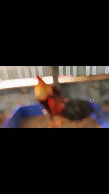 Gà chọi Xám son 3.55kg Đực. Mua bán Gà tại Huyện Phước Long Bạc Liêu được đăng bởi Út Gà  hình 1