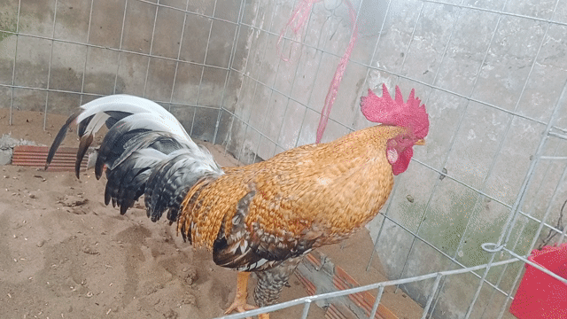 Gà 6 tháng 2 ,7 kg. Mua bán Gà tại Huyện Mỏ Cày Nam Bến Tre được đăng bởi Trung Trịnh  hình 1