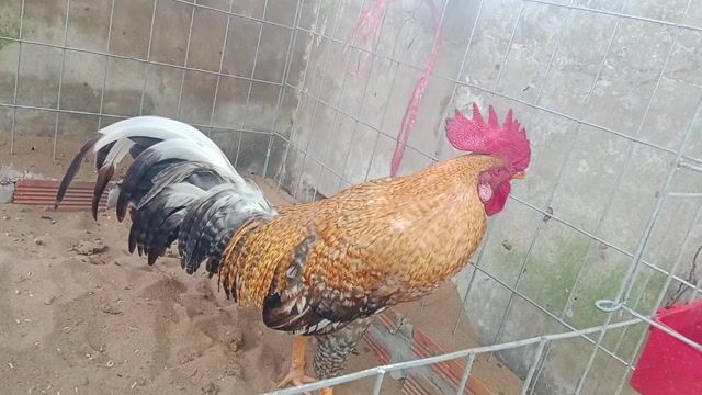 Gà 6 tháng 2 ,7 kg. Mua bán Gà tại Huyện Mỏ Cày Nam Bến Tre được đăng bởi Trung Trịnh  hình 1