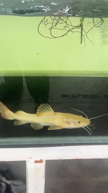 Cá cảnh Hồng vỹ Vàng. Mua bán Thú cưng khác tại Thành phố Thủ Đức Tp Hồ Chí Minh được đăng bởi TRẦN VŨ hình 1