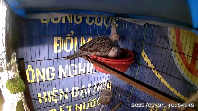 Thanh lý không nuôi nữa 2 đôi cu gáy đang ss. Mua bán Chim tại Quận Đống Đa Hà Nội được đăng bởi hiếu hình 1