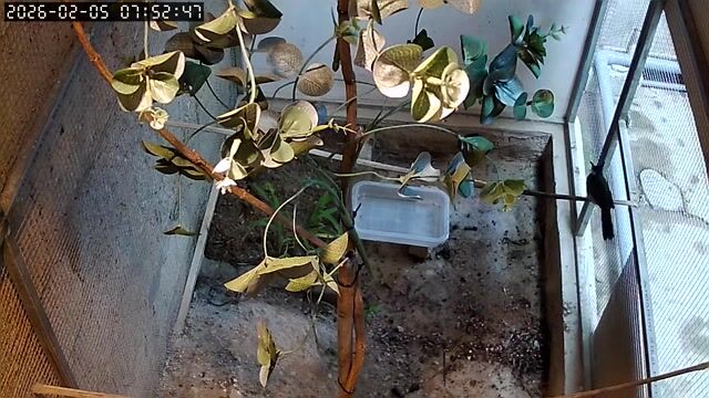 Chim chào mào 5 tháng. Mua bán Chim tại Thành phố Huế Thừa Thiên Huế được đăng bởi Phương Gà Chọi Huế hình 1