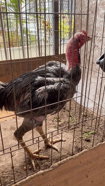 Gà trống 3kg Đau chân, soi mỏ. Mua bán Gà tại Quận Tây Hồ Hà Nội được đăng bởi Nguyen manh lâm hình 1