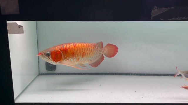 huyết long sepauk. Mua bán Thú cưng khác tại Thành phố Thủ Đức Tp Hồ Chí Minh được đăng bởi Ng Linh hình 1