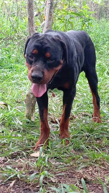 Rottweiler. Mua bán Chó tại Huyện Trảng Bom Đồng Nai được đăng bởi Trần Văn lưu hình 1