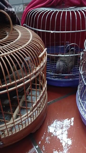 Chim cu vú, thái, ta sinh sản. Mua bán Chim tại Quận Bắc Từ Liêm Hà Nội được đăng bởi Lê Minh hình 1