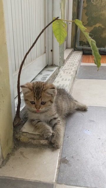 Mèo Golden Tappy cái 2 tháng. Mua bán Mèo tại Quận Bình Tân Tp Hồ Chí Minh được đăng bởi Nghĩa hình 1