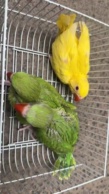 Vẹt Xanh lá, Vàng Khỏe mạnh. Mua bán Chim tại Quận Cầu Giấy Hà Nội được đăng bởi Shop chim vẹt  hình 1