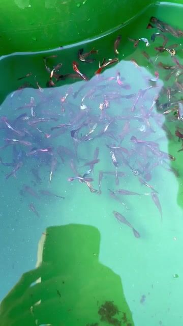 Cá bảy màu lẻ 4k 1 bé. Mua bán Thú cưng khác tại Huyện Xuân Lộc Đồng Nai được đăng bởi Tràng Dã hình 1