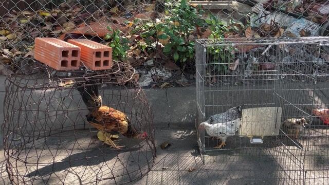 Gà tre trống Vàng bò 6 lạng. Mua bán Gà tại Quận 12 Tp Hồ Chí Minh được đăng bởi NLan hình 1