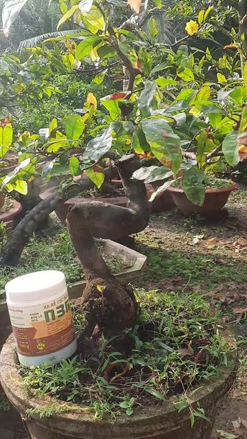 Mai vàng ghép Bình Lợi thân lắc. Mua bán Cây cảnh, đồ trang trí tại Huyện Châu Thành Bến Tre được đăng bởi thanh hình 1